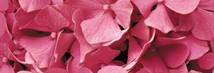 Dekor Fineza Velvet růžová Flowers 25x73 cm lesk DFLOWERS1 - Siko - koupelny - kuchyně