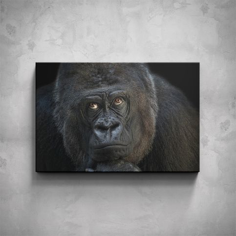 Obraz - Gorila - PopyDesign - Popydesign