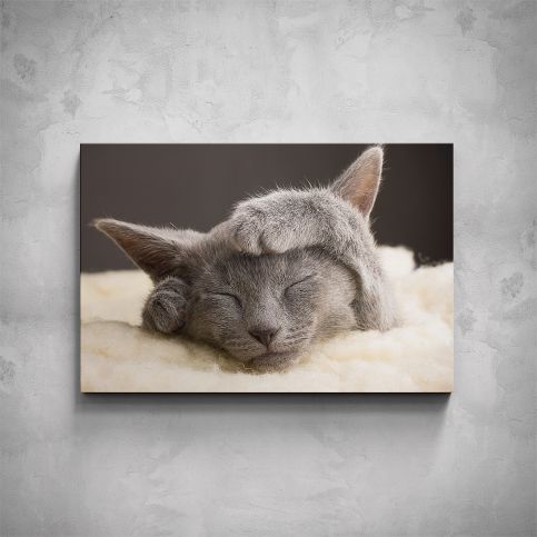 Obraz - Spící kočka - PopyDesign - Popydesign