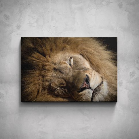 Obraz - Spící lev - PopyDesign - Popydesign