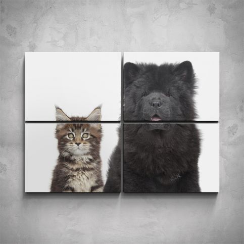 4-dílný obraz - Štěně a kotě - PopyDesign - Popydesign