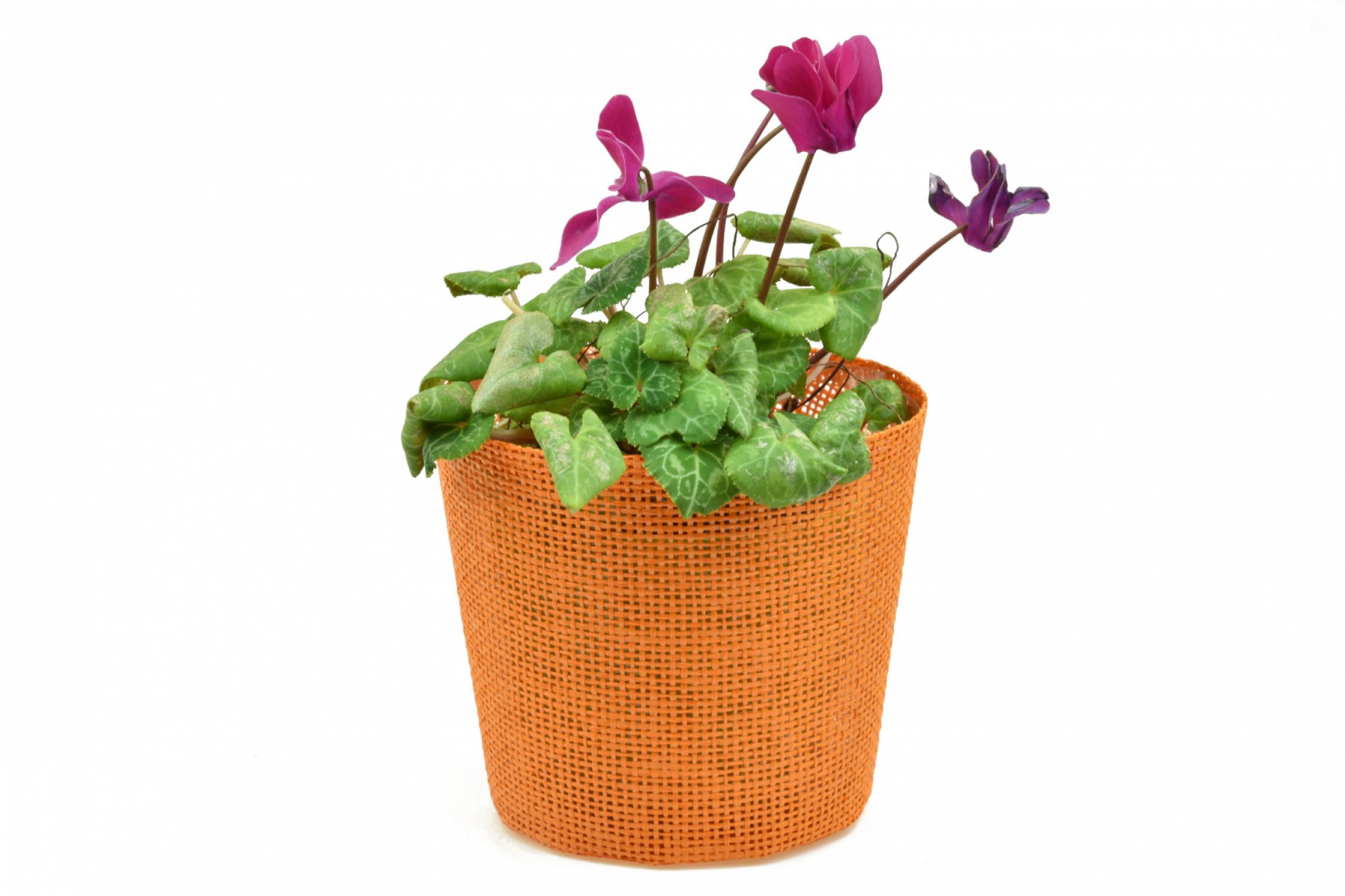 Vingo Květináč oranžový s igelitovou vložkou - 15 x 13 cm - Vingo