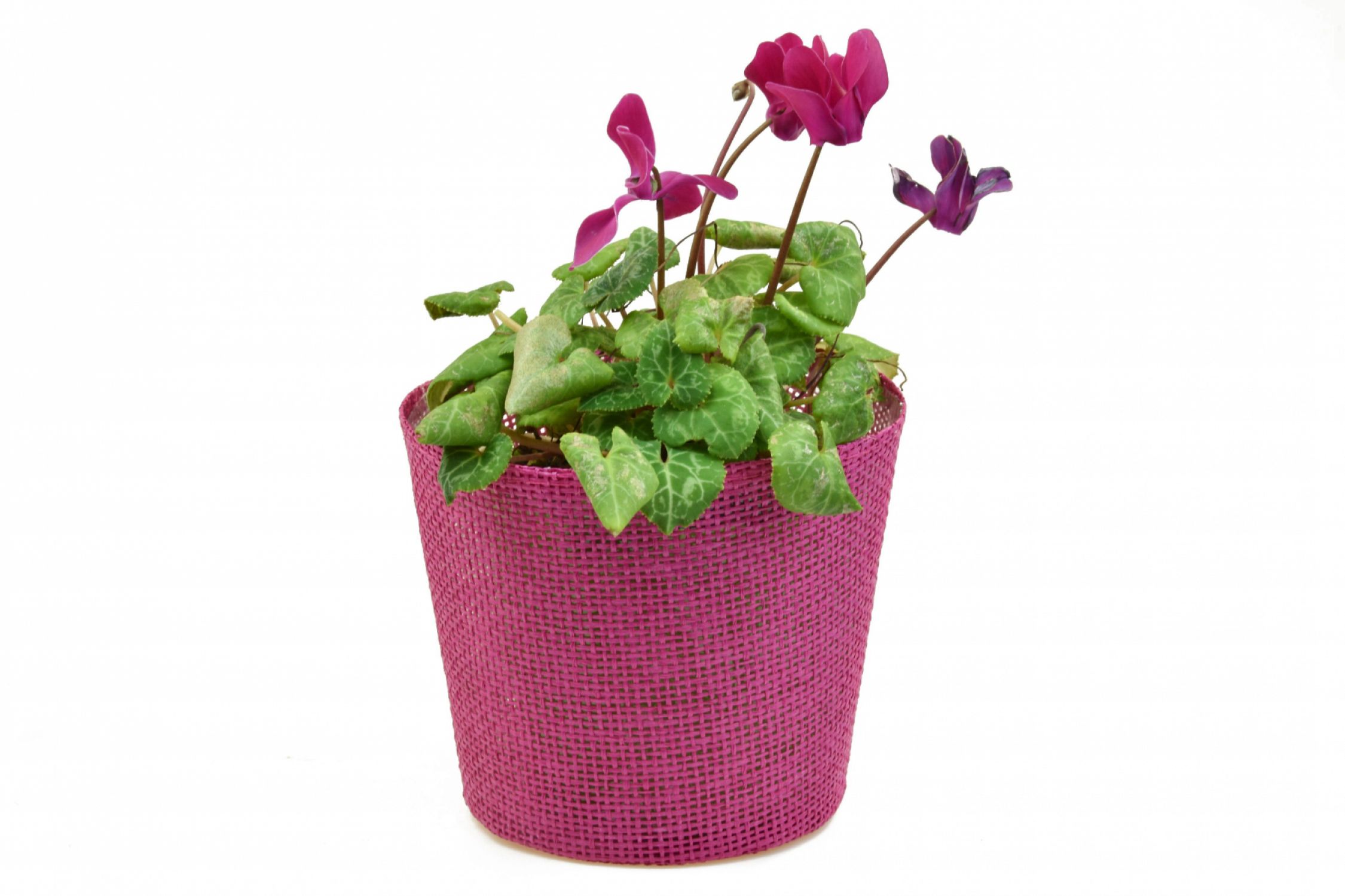 Vingo Květináč růžový s igelitovou vložkou - 15 x 13 cm - Vingo