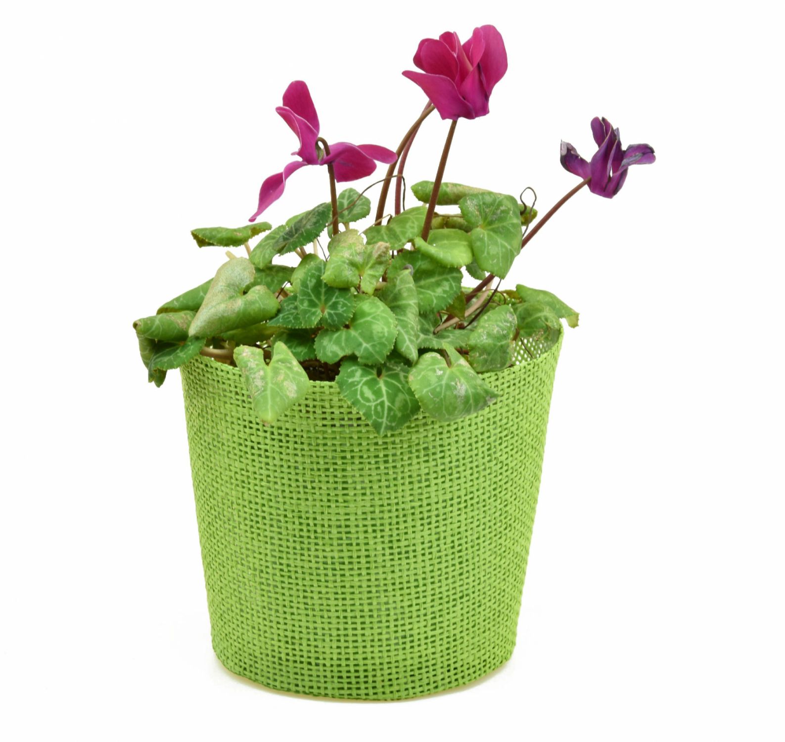Vingo Květináč zelený s igelitovou vložkou - 15 x 13 cm - Vingo