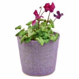 Vingo Květináč fialový s igelitovou vložkou - 15 x 13 cm