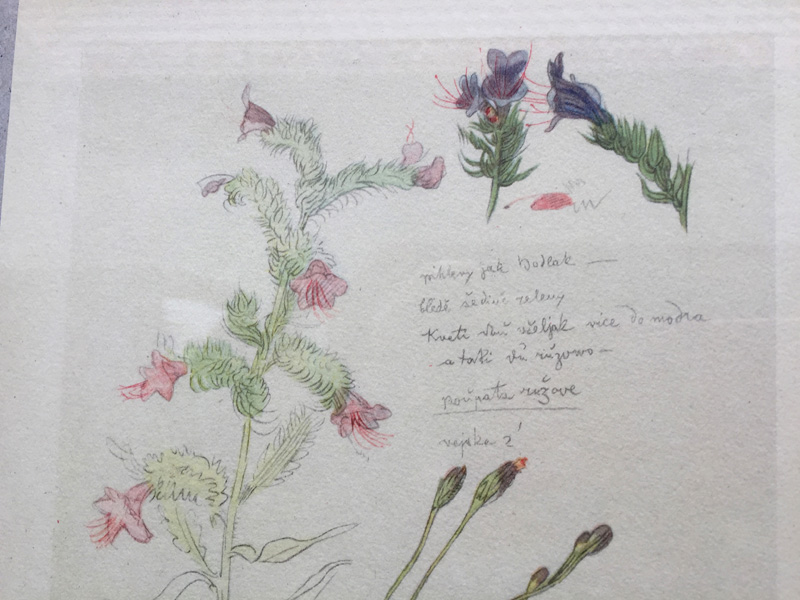 Josef Mánes - Herbarium 06.JPG - Designová dílna Kovaný Petr