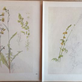 10Josef Mánes - Herbarium - 10.JPG Designová dílna Kovaný Petr