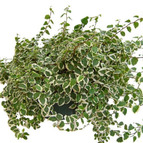 Ficus pumila variegata, průměr 6 cm - Favi.cz