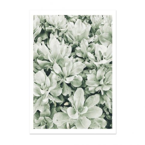 Plakát HF Living Botanic Greenery, 21 x 30 cm - Bonami.cz