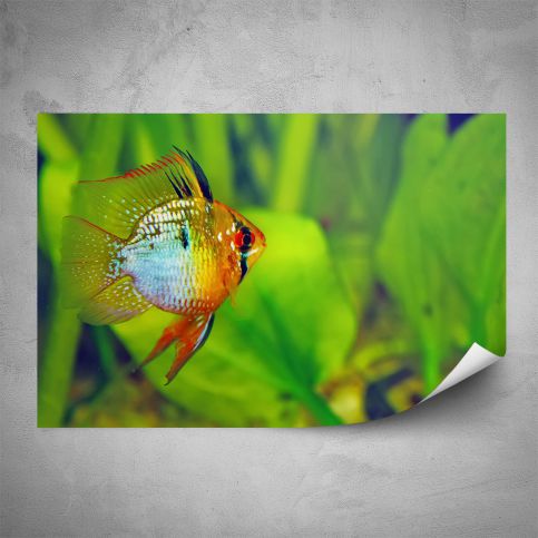 Plakát - Akvarijní rybička (60x40 cm) - PopyDesign - Popydesign
