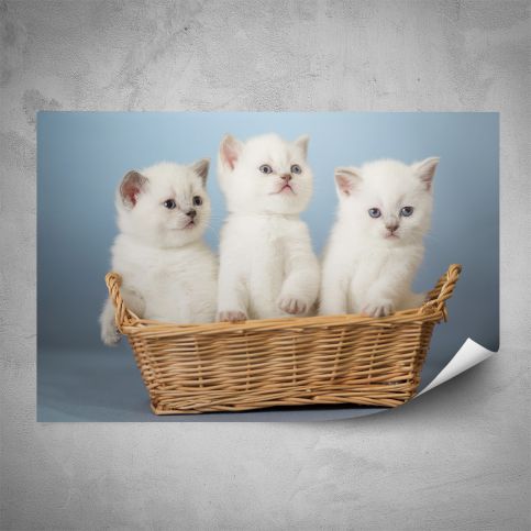 Plakát - Bílá koťata (60x40 cm) - PopyDesign - Popydesign