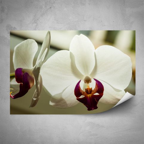 Plakát - Bílo fialová orchidej (60x40 cm) - PopyDesign - Popydesign