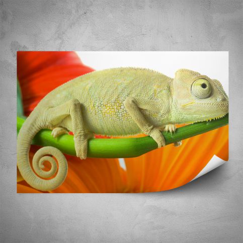 Plakát - Chameleon (60x40 cm) - PopyDesign - Popydesign