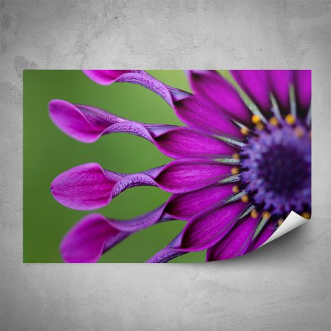 Plakát - Detail fialového květu (60x40 cm) - PopyDesign - Popydesign