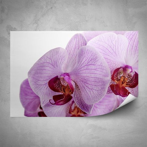 Plakát - Detail orchideje (60x40 cm) - PopyDesign - Popydesign