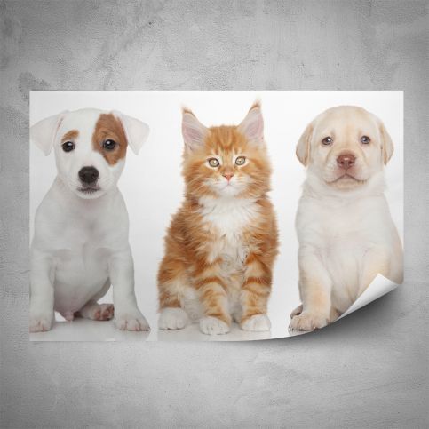 Plakát - Dva pejsci a kočička (60x40 cm) - PopyDesign - Popydesign