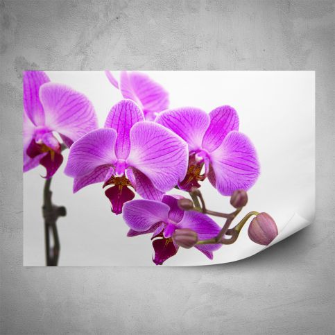 Plakát - Fialová orchidej na bílé (60x40 cm) - PopyDesign - Popydesign