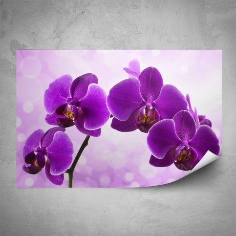 Plakát - Fialová orchidej (60x40 cm) - PopyDesign - Popydesign