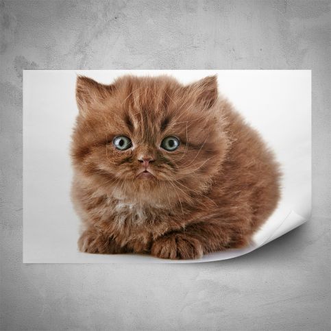 Plakát - Hnědé kotě (60x40 cm) - PopyDesign - Popydesign
