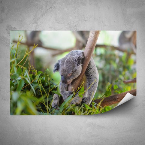Plakát - Koala (60x40 cm) - PopyDesign - Popydesign