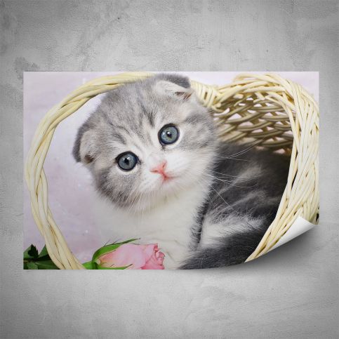 Plakát - Kotě v košíku (60x40 cm) - PopyDesign - Popydesign