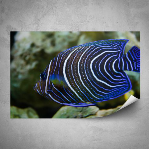 Plakát - Modrá rybka (60x40 cm) - PopyDesign - Popydesign