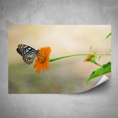 Plakát - Motýl na květince (60x40 cm) - PopyDesign - Popydesign