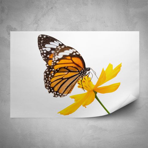 Plakát - Motýl na žlutém květu (60x40 cm) - PopyDesign - Popydesign