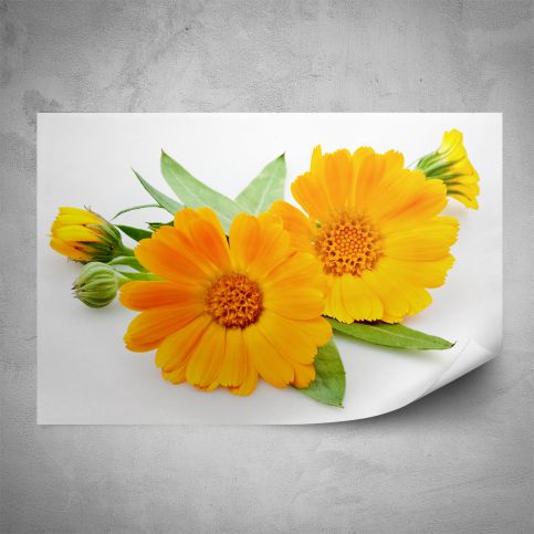 Plakát - Oranžové květy (60x40 cm) - PopyDesign - Popydesign