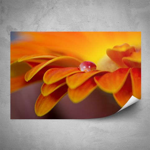 Plakát - Oranžový květ makro (60x40 cm) - PopyDesign - Popydesign