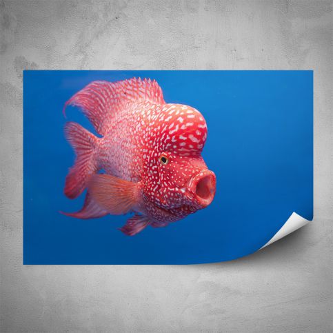 Plakát - Růžová rybka (60x40 cm) - PopyDesign - Popydesign