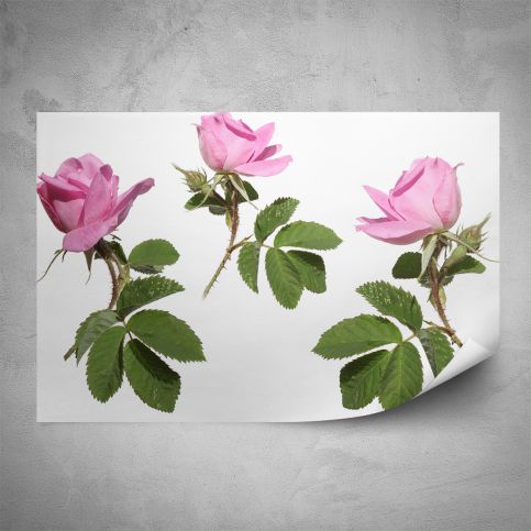 Plakát -  Růžové růžičky (60x40 cm) - PopyDesign - Popydesign