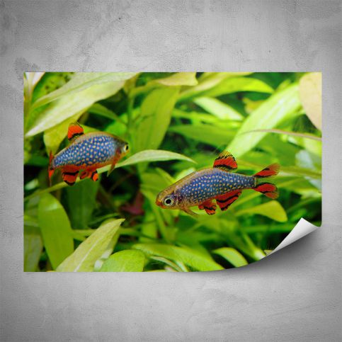 Plakát - Rybky v akváriu (60x40 cm) - PopyDesign - Popydesign