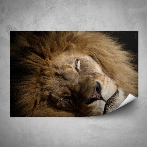 Plakát - Spící lev (60x40 cm) - PopyDesign - Popydesign