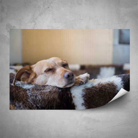 Plakát - Spící pes (60x40 cm) - PopyDesign - Popydesign