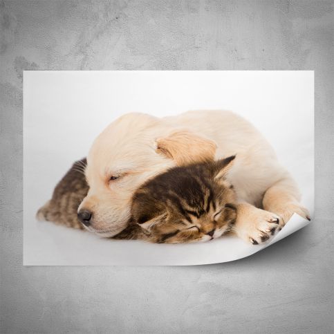 Plakát - Spící štěně s kotětem (60x40 cm) - PopyDesign - Popydesign