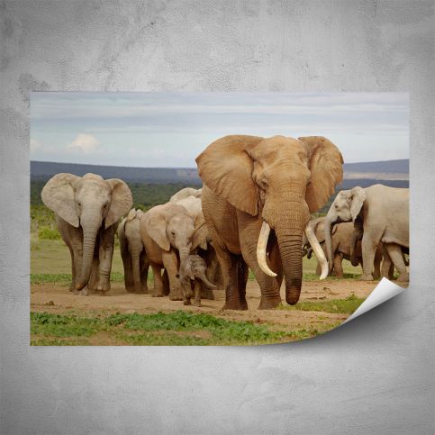 Plakát - Stádo slonů (60x40 cm) - PopyDesign - Popydesign