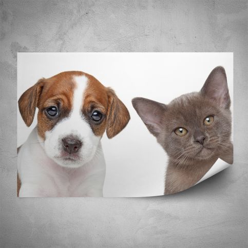 Plakát - Štěně a kotě (60x40 cm) - PopyDesign - Popydesign