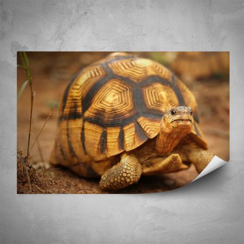 Plakát - Želva (60x40 cm) - PopyDesign - Popydesign