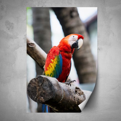 Plakát - Barevný papoušek (80x120 cm) - PopyDesign - Popydesign
