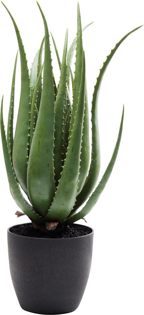 Umělá rostlina Aloe 69cm - KARE