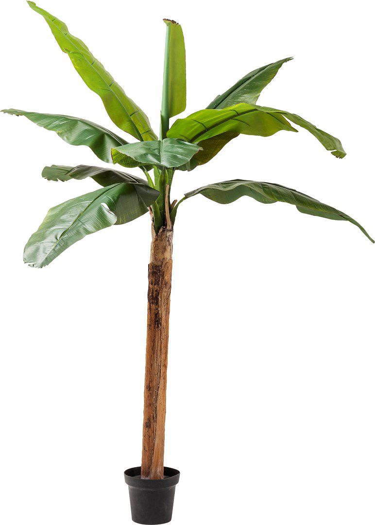 Umělá rostlina Palma Banánovník 190cm - KARE