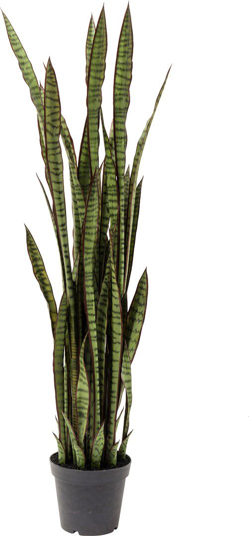 Umělá rostlina Tchýnin jazyk Sansewieria 155cm - KARE