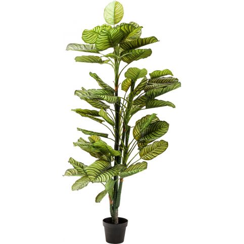 Dekorativní předmět Plant Dieffenbachia 160 cm - KARE