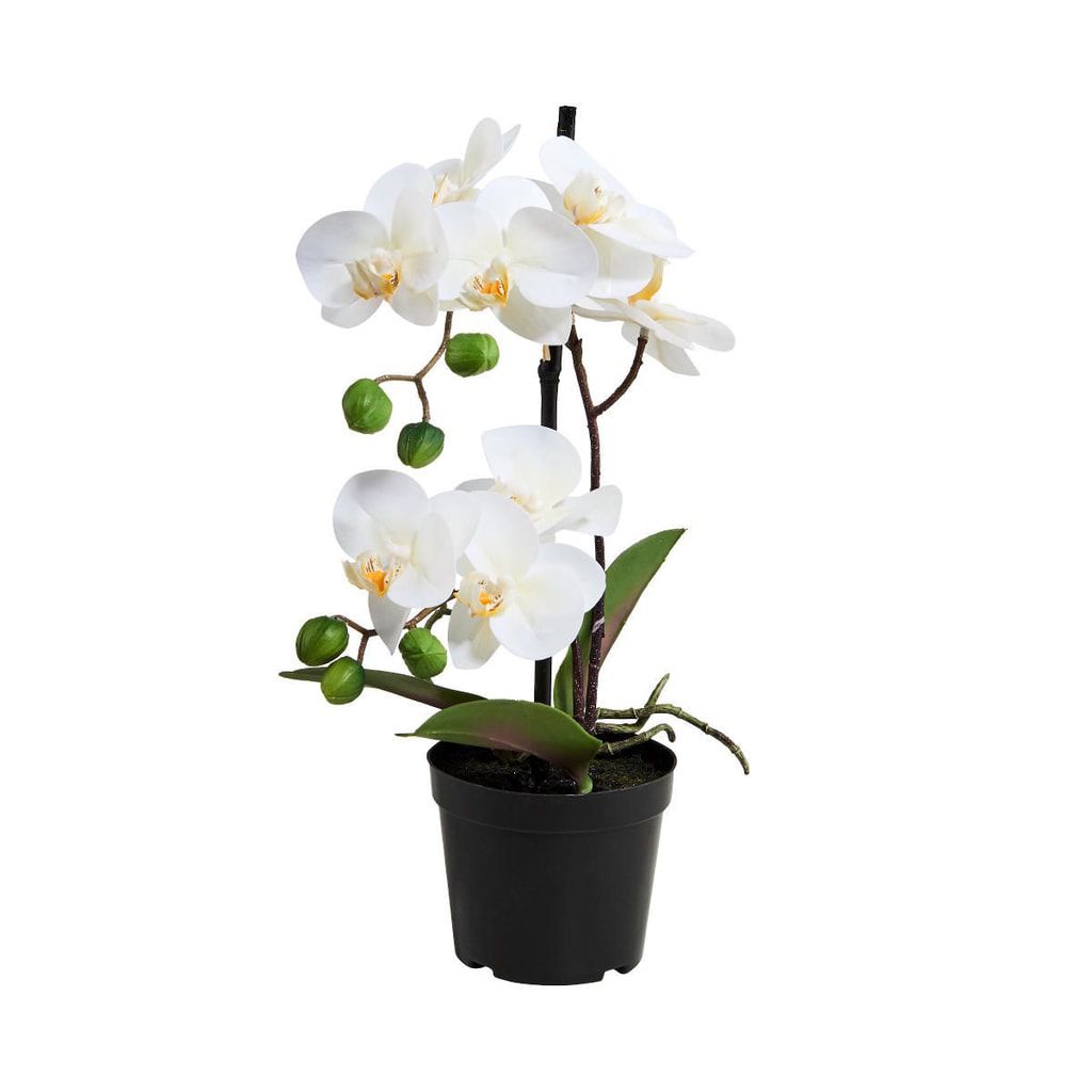 FLORISTA Orchidej v květináči 35 cm - bílá - Butlers.cz