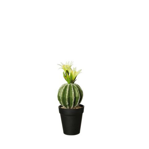 Kaktus s květem v květináči 26 cm ASA Selection - Homein.cz