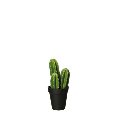 Kaktus v květináči 22 cm ASA Selection - Homein.cz