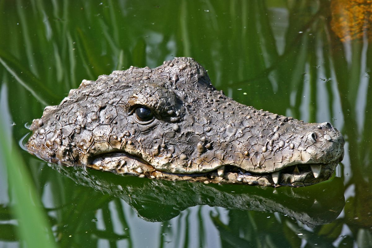 Boltze Vodní dekorace Krokodýl 656329 - Velký Košík