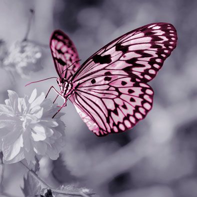 Falc Obraz na plátně - Butterfly shadow I., 30x30 cm - GLIX DECO s.r.o.