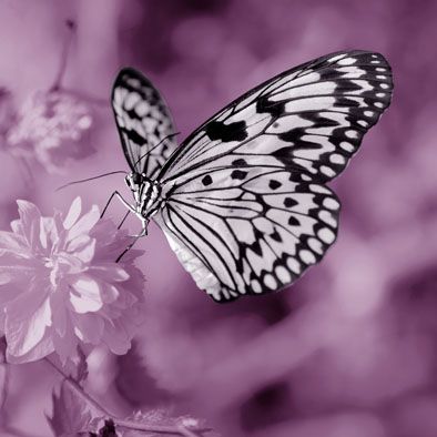 Falc Obraz na plátně - Butterfly violet I., 30x30 cm - GLIX DECO s.r.o.